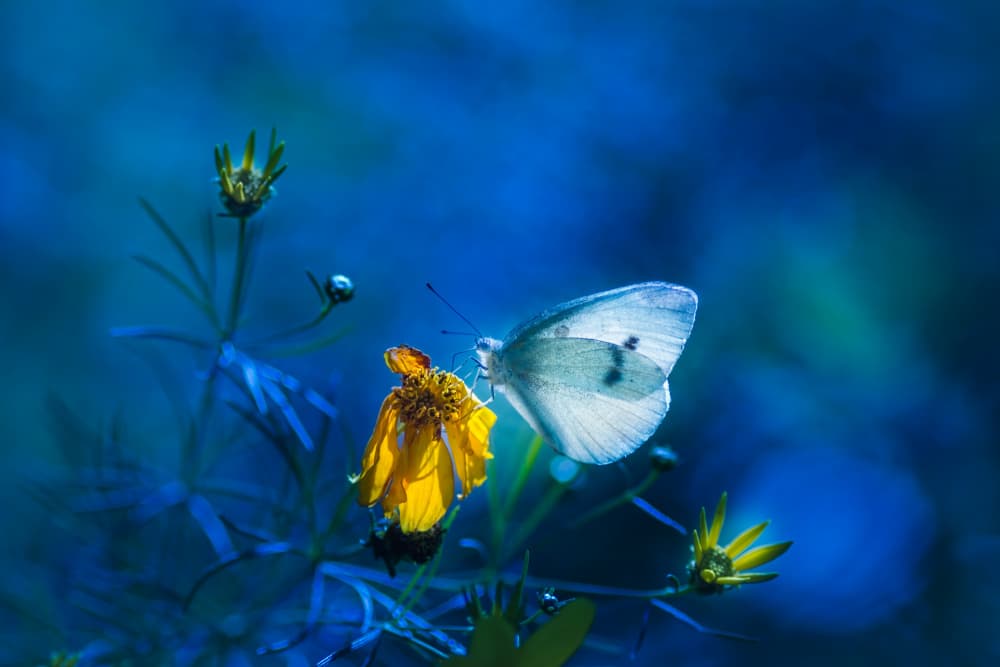 White Butterfly Blue Dream by Shihya Kowatari — canvas wall art