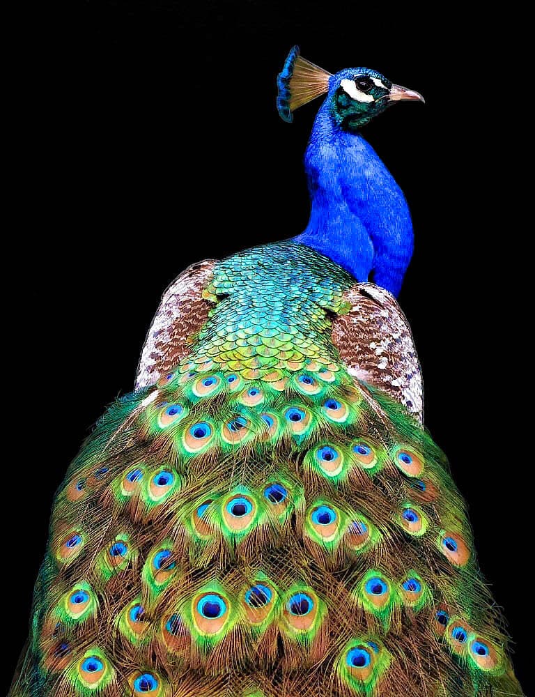 Regal Blue Peacock by Danny Mendoza — canvas wall art