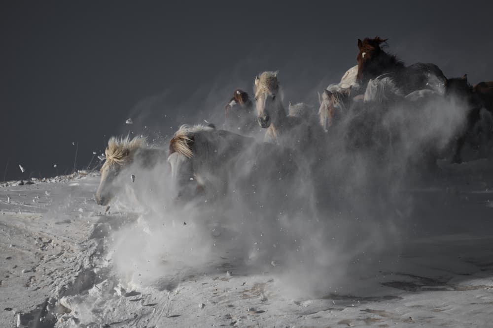 Wild Horses Running Snow by Chuanxu Ren — canvas wall art
