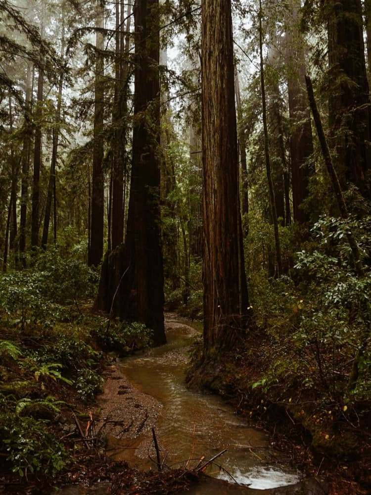 Misty Redwood Stream by Del Mundo Imagery — canvas wall art