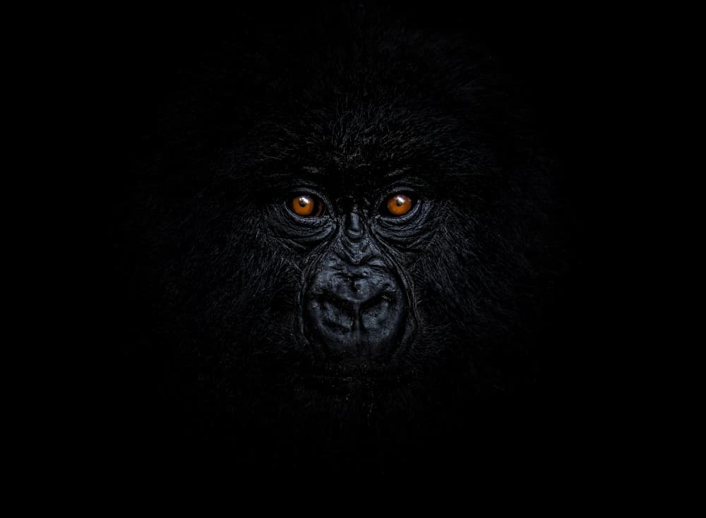 Intense Gorilla Gaze by Raffi Bashlian — canvas wall art