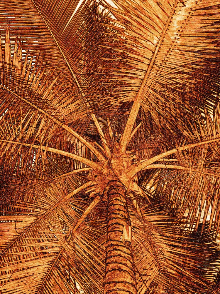 Golden Palm Canopy by Santhosh ch — canvas wall art