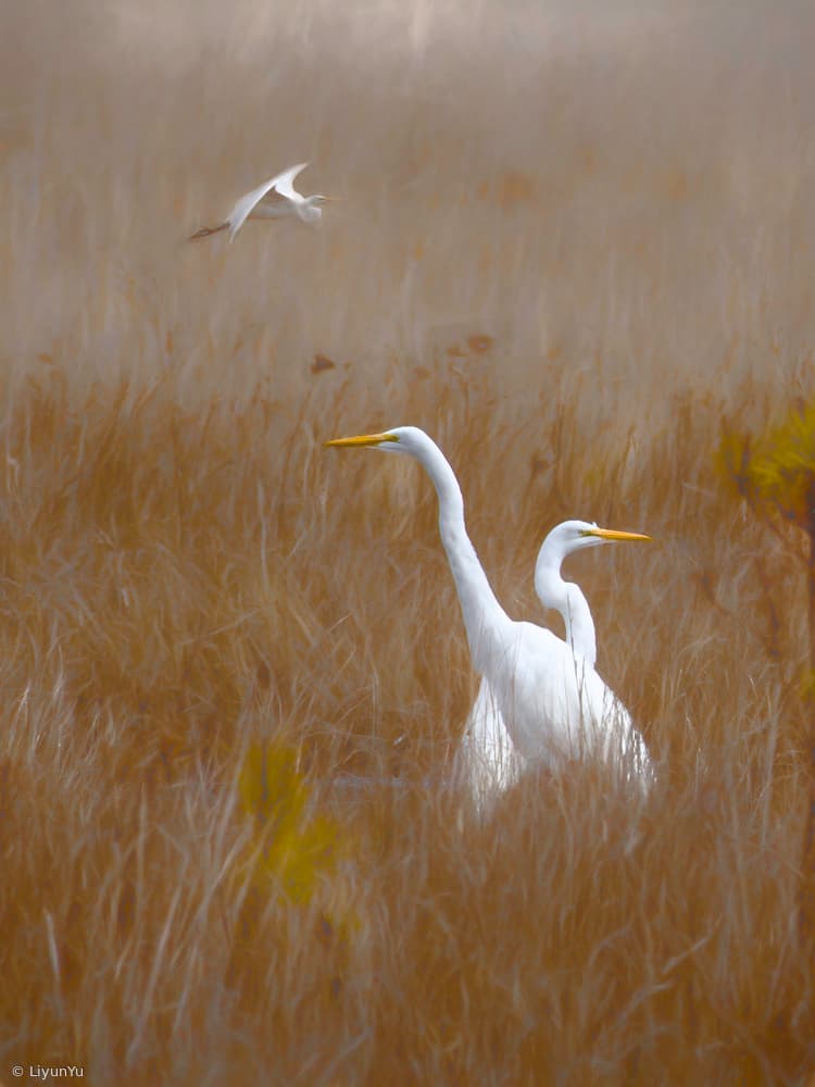 Golden Marsh Egrets by Liyun Yu — canvas wall art