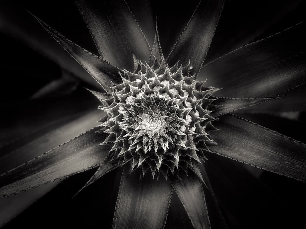 Pineapple Spiral Pattern by Joerg Sannwald — canvas wall art