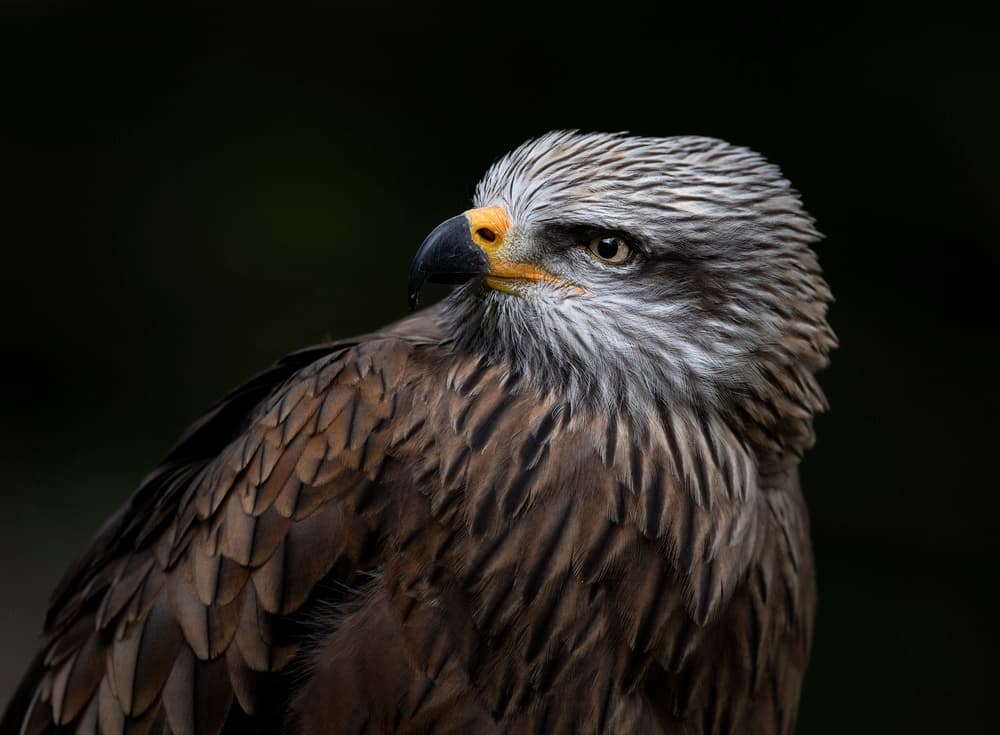 Intense Raptor Gaze by Chris Coenders — canvas wall art