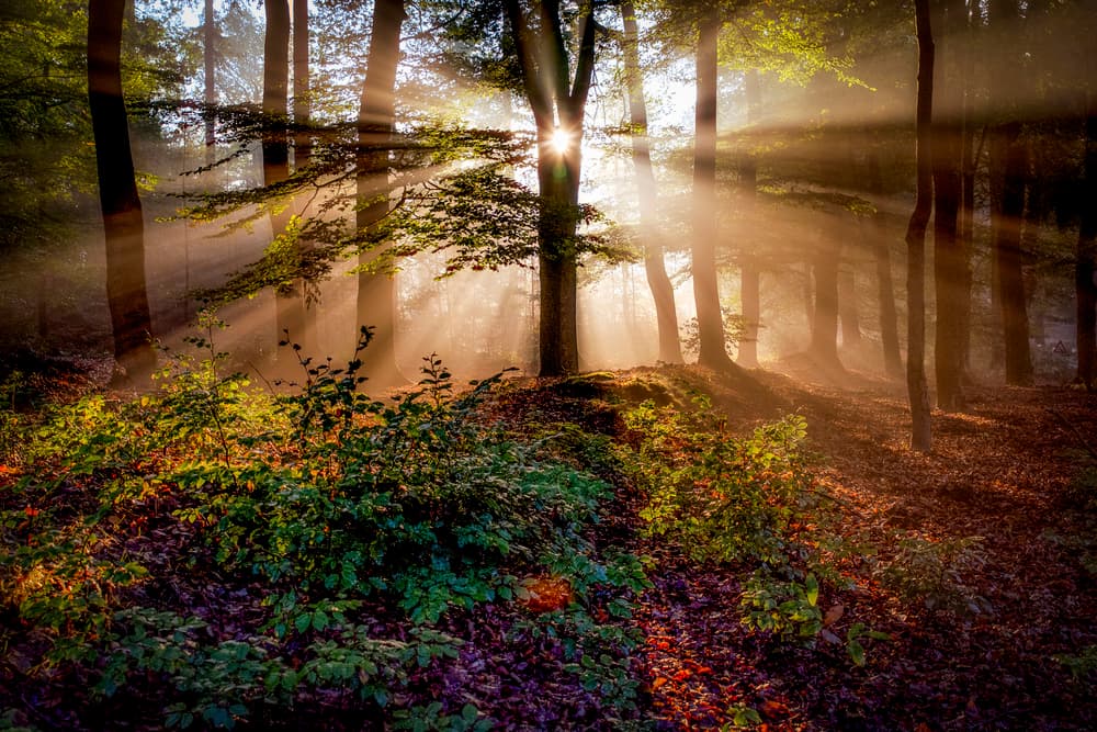 Magical forest by Peter Bijsterveld — canvas wall art