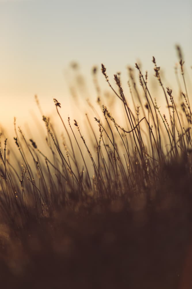 Golden Field Glow by Javier Pardina — canvas wall art