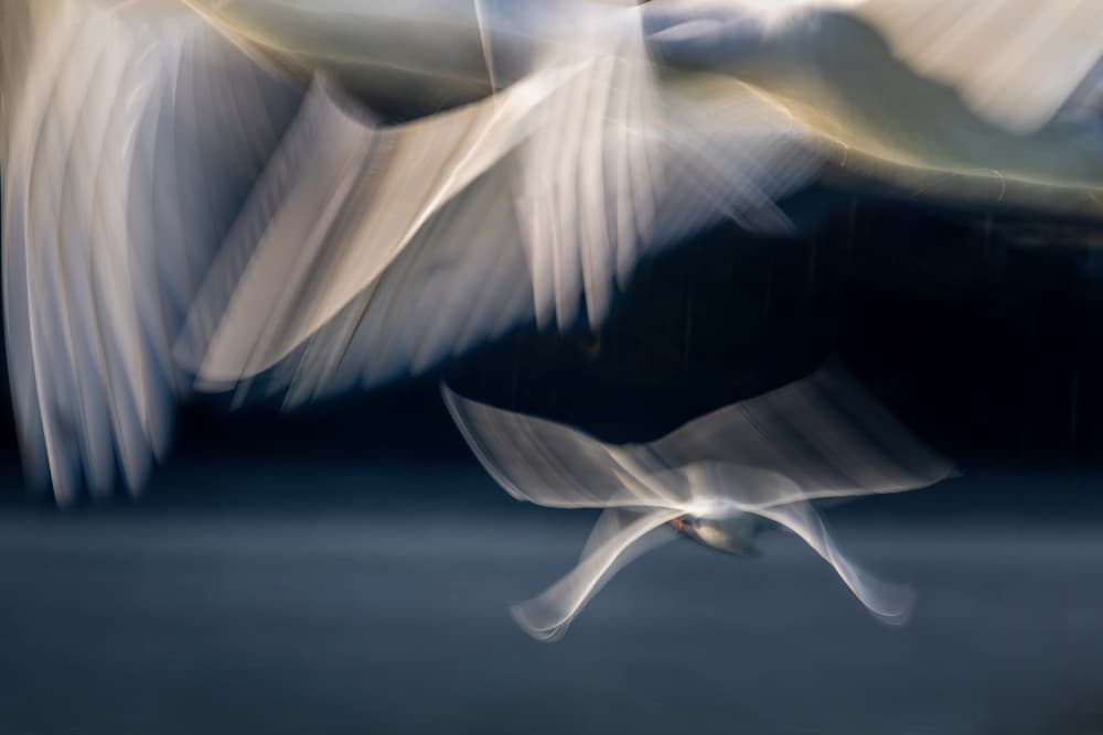 Flying Swan Blur by Milan Malovrh — canvas wall art