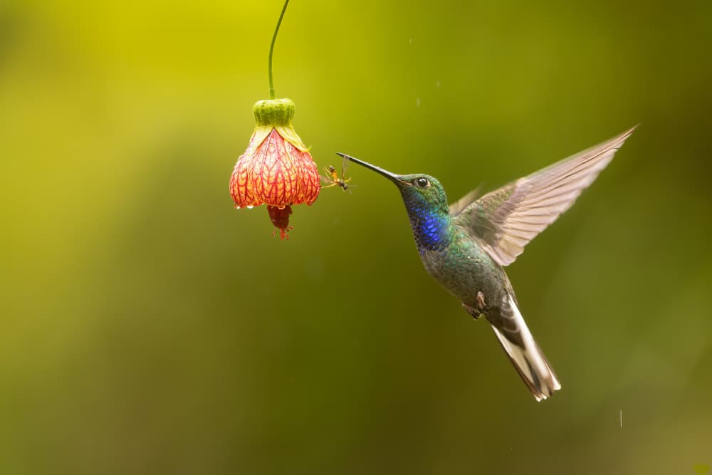 Hummingbird Nectar Bloom by Bill Lu — canvas wall art