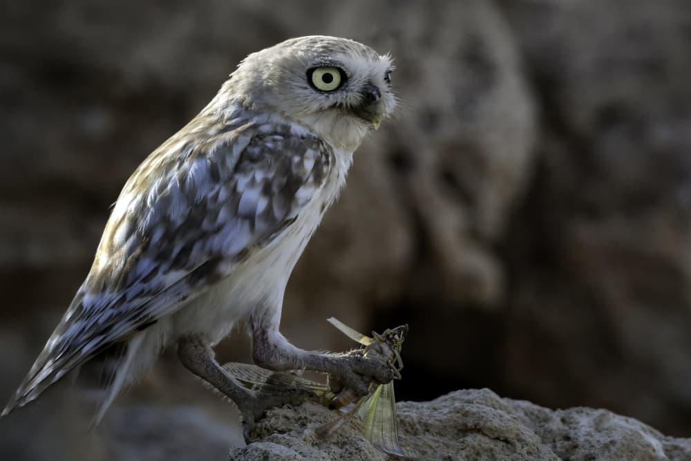 Little Owl With Prey by Abdelkader Allam — canvas wall art