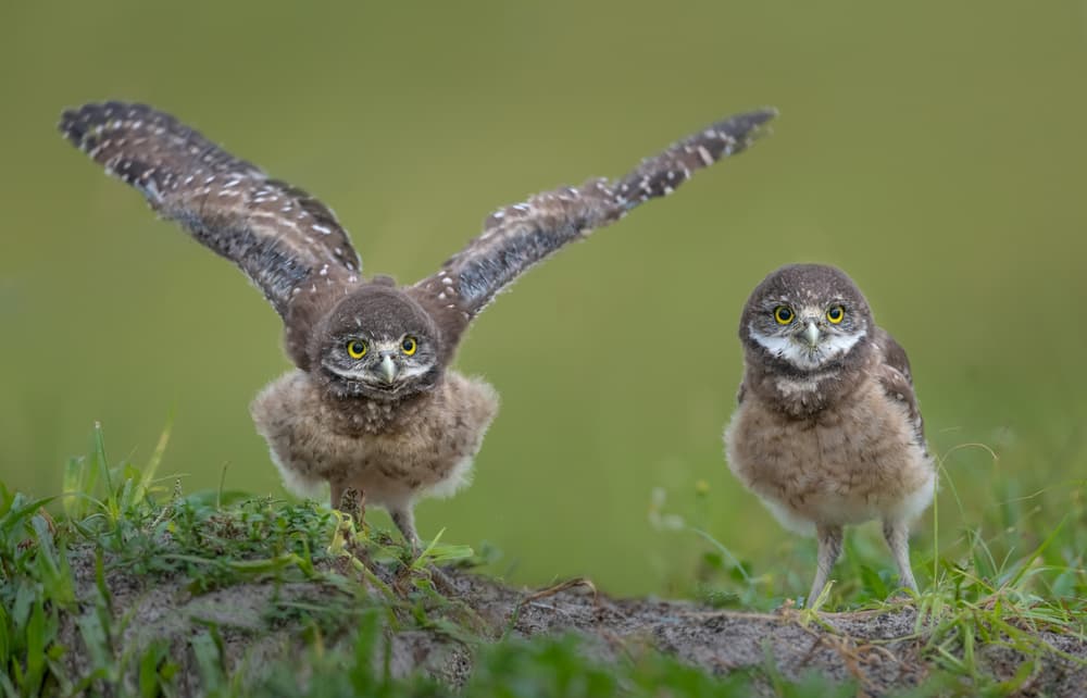 Curious Owlets Spread Wings by Greg Barsh — canvas wall art
