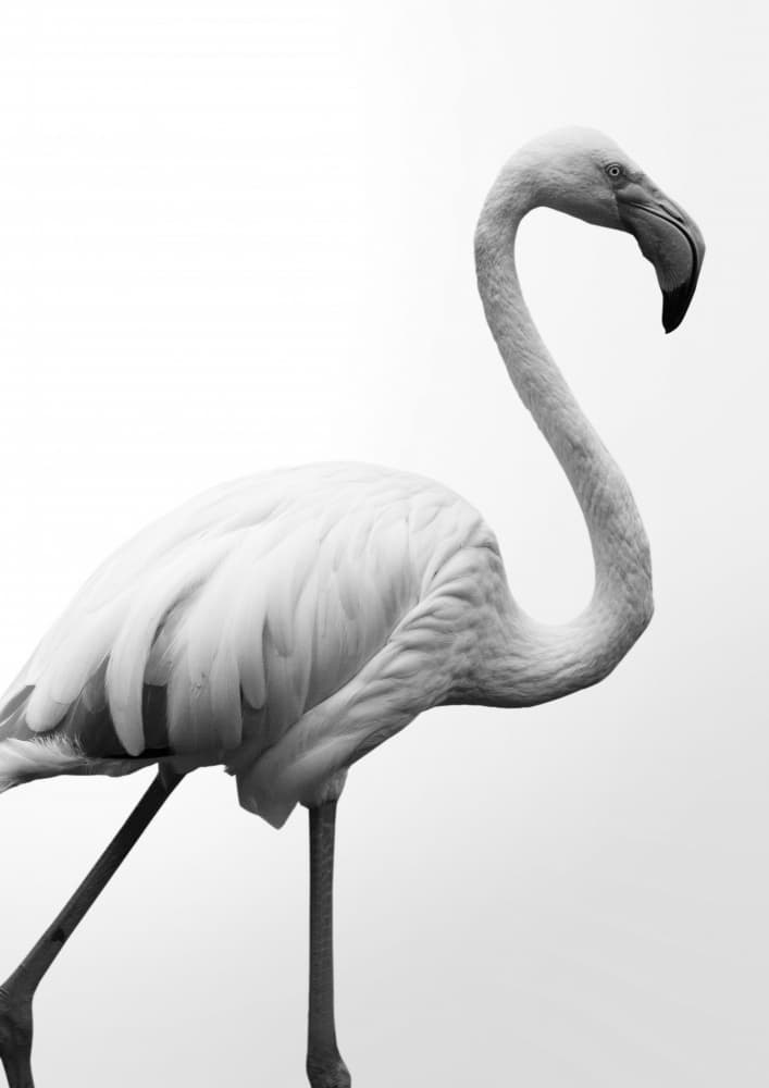 Graceful Silhouette by Shot by Clint — canvas wall art