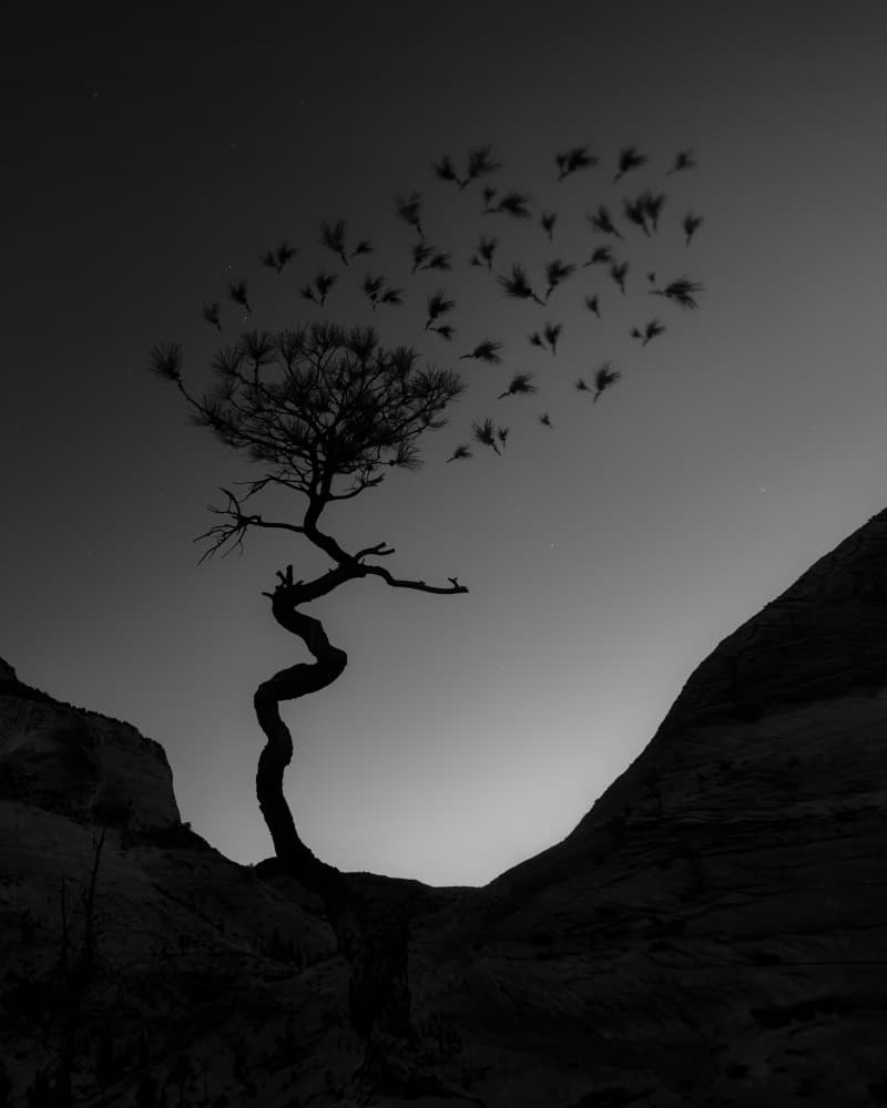 Desert Tree Flight by Leah Xu — canvas wall art