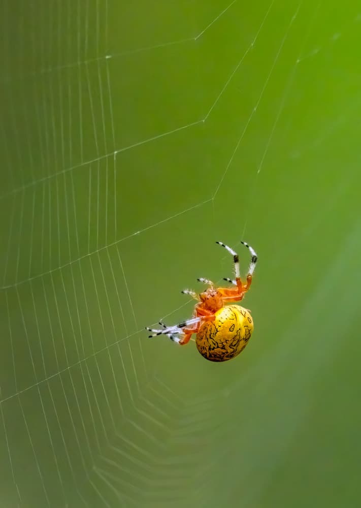 Golden Spider on Web by Songhu Yan — canvas wall art