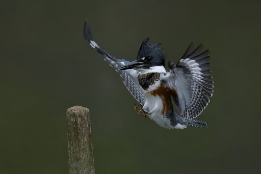 Belted Kingfisher in Flight by Gavin Lam — canvas wall art