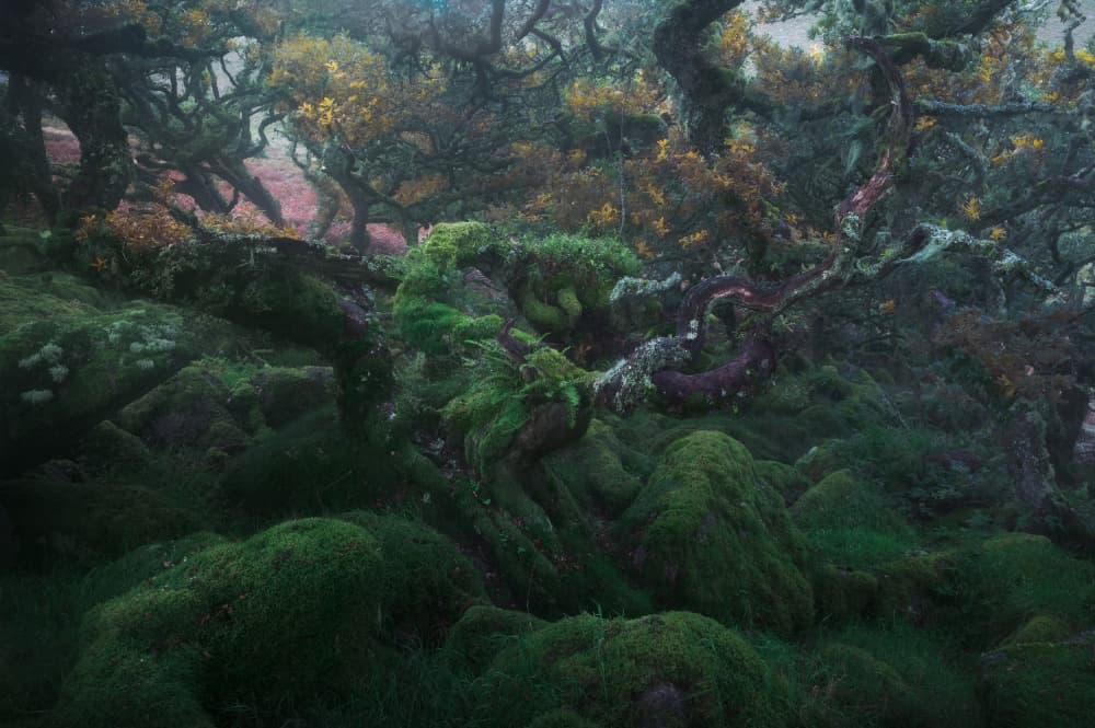 Enchanted Mossy Forest by Milos Lach — canvas wall art
