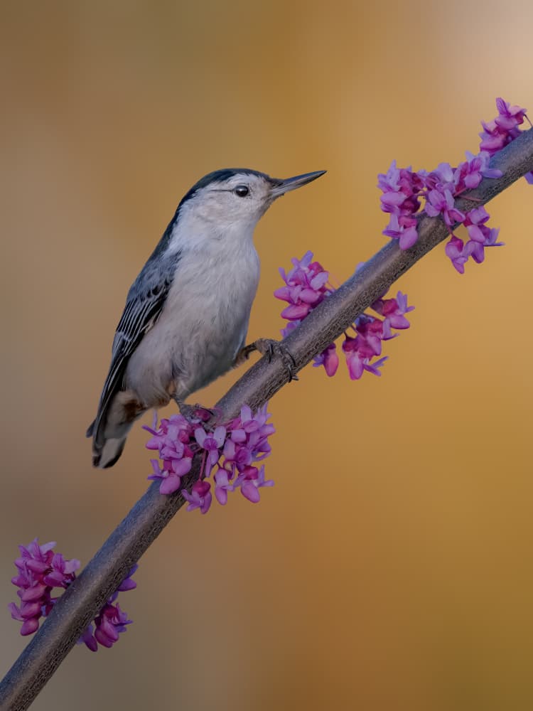 Nuthatch on Redbud Branch by Jacob (Jian) Xu — canvas wall art