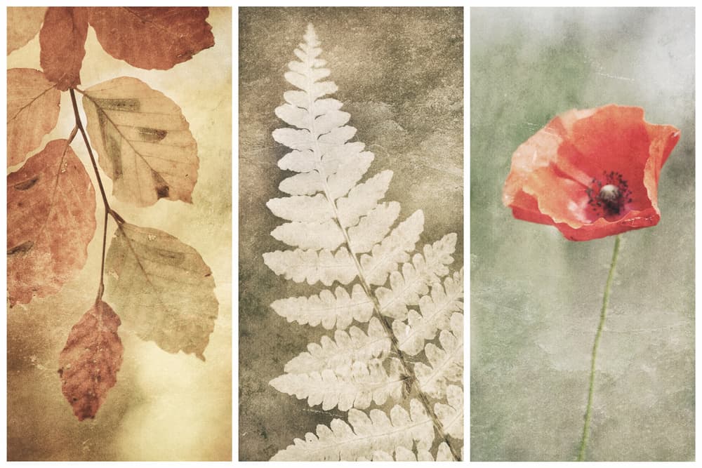 Vintage Nature Trio by Gustav Davidsson — canvas wall art