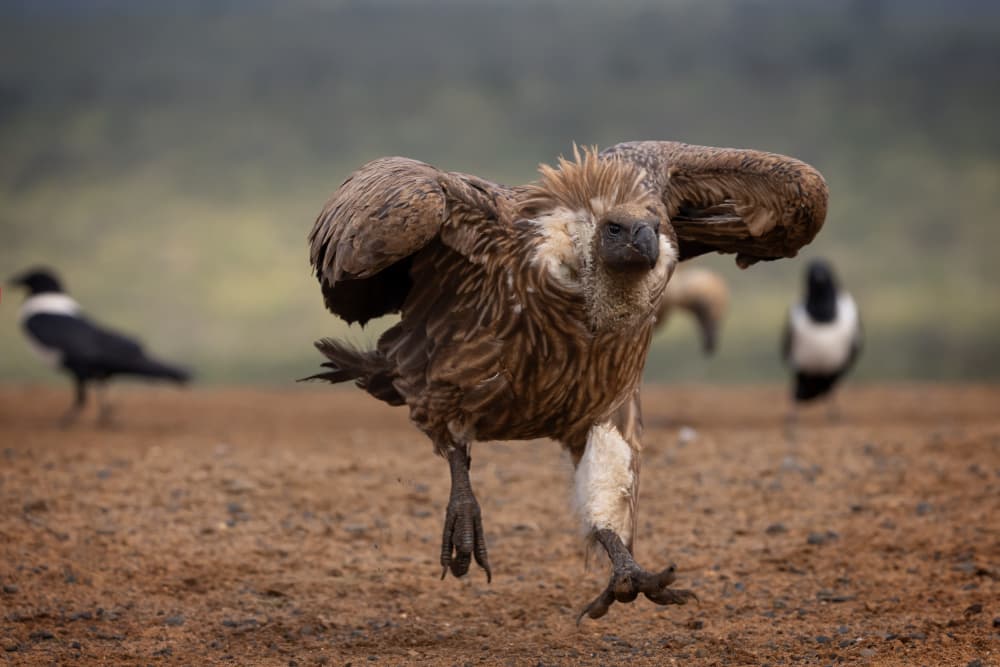 Vulture Taking Off by Amnon Eichelberg — canvas wall art