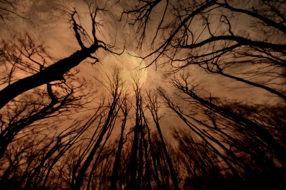 Moonlit Forest canopy by Robert Fabrowski — canvas wall art