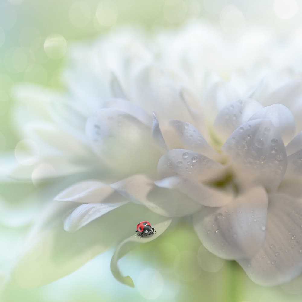 Delicate White Bloom with Ladybug by Kerstin Kaufmann — canvas wall art