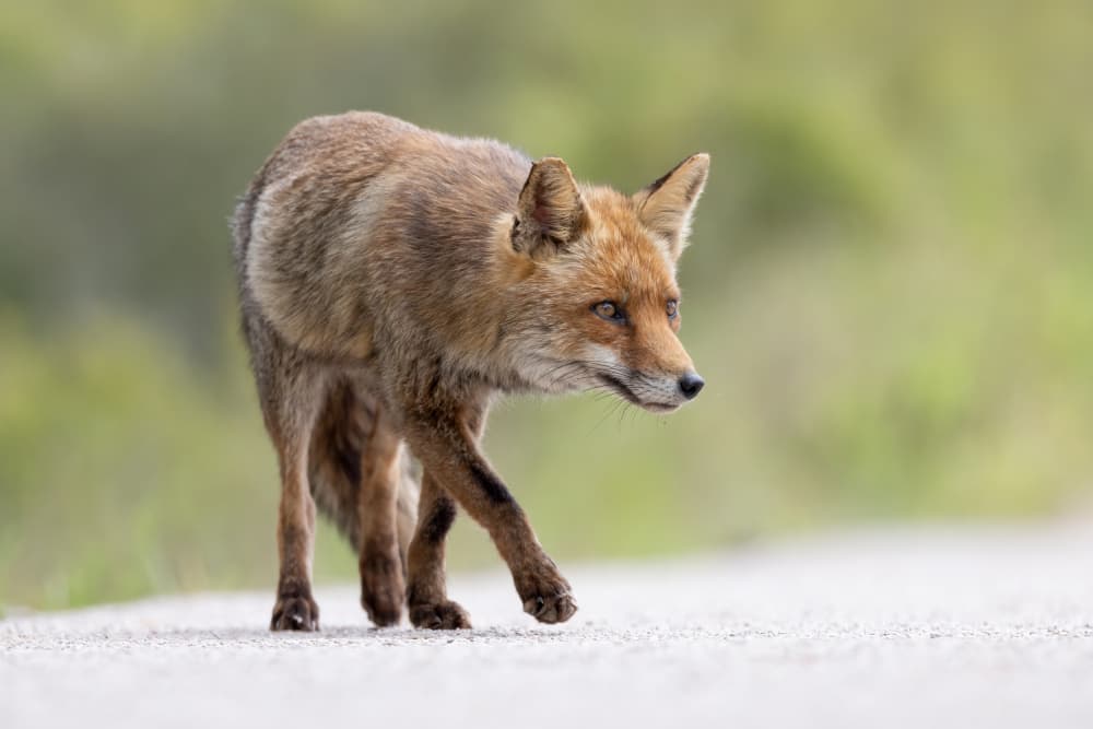 Observant Red Fox Walk by Paolo Bolla — canvas wall art