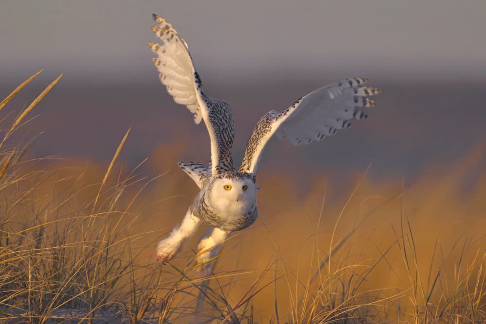 Snowy Owl in Flight by Gavin Lam — canvas wall art