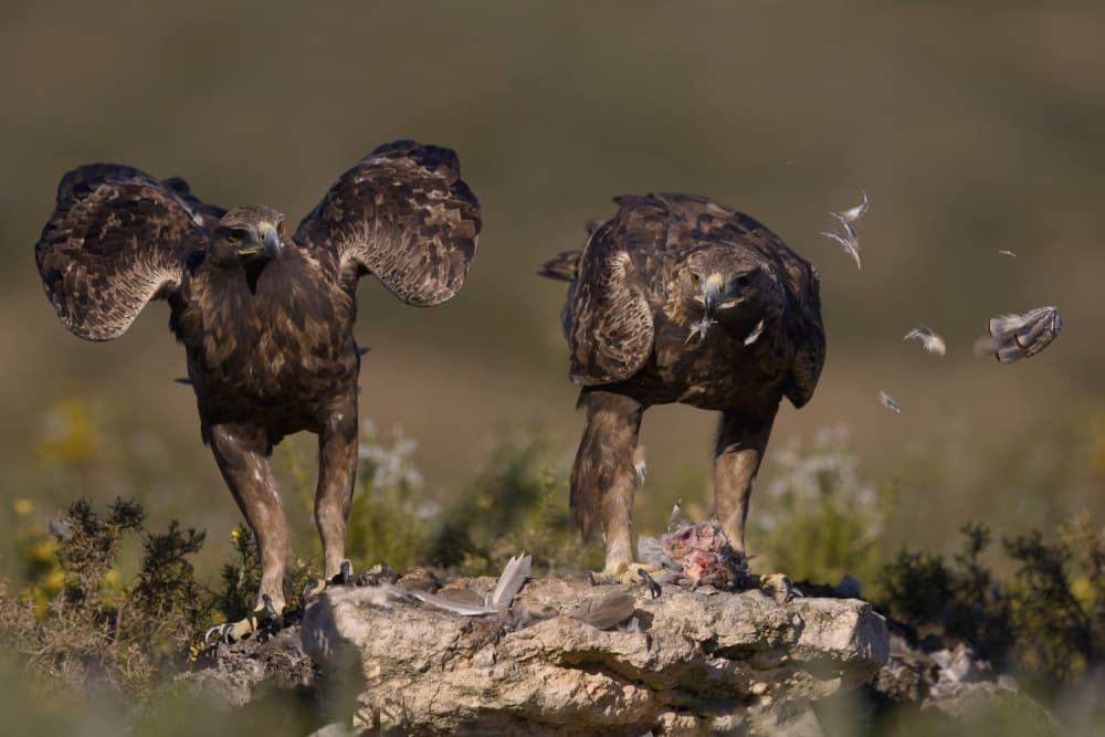Feasting Golden Eagles by David Manusevich — canvas wall art