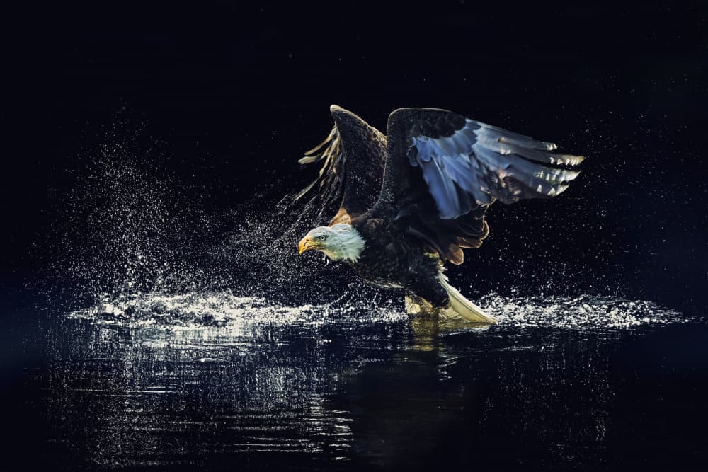 Majestic Eagle Splash by Qing Zhao — canvas wall art