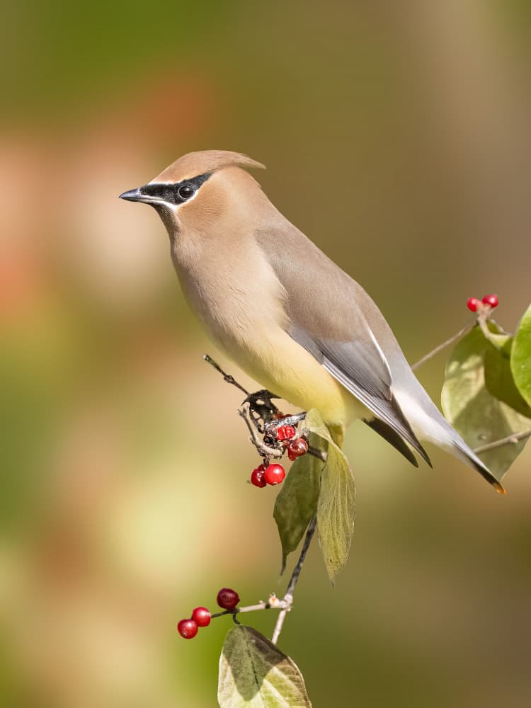 Cedar Waxwing Red Berries by Robert Zhang — canvas wall art