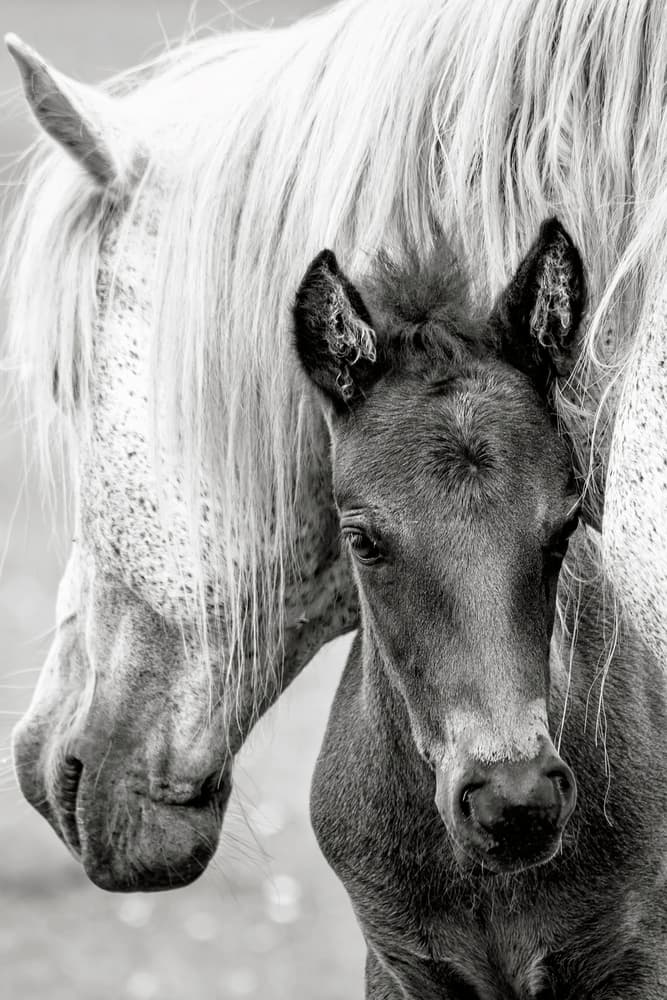 Mare and Foal by Jacky Parker — canvas wall art