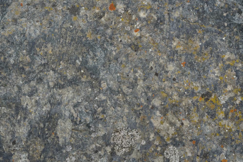 Lichen Covered Rock by Bilge Paksoylu — canvas wall art