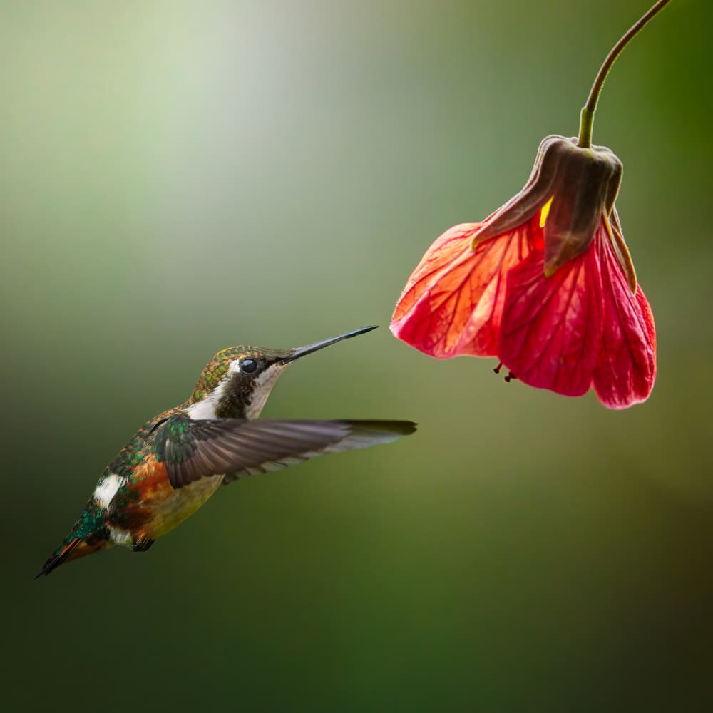 Hummingbird Red Bloom by Lisandro PEREZ — canvas wall art