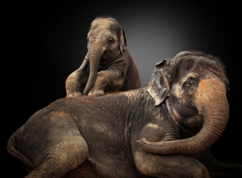 Playful Elephant Family by Antje Wenner-Braun — canvas wall art