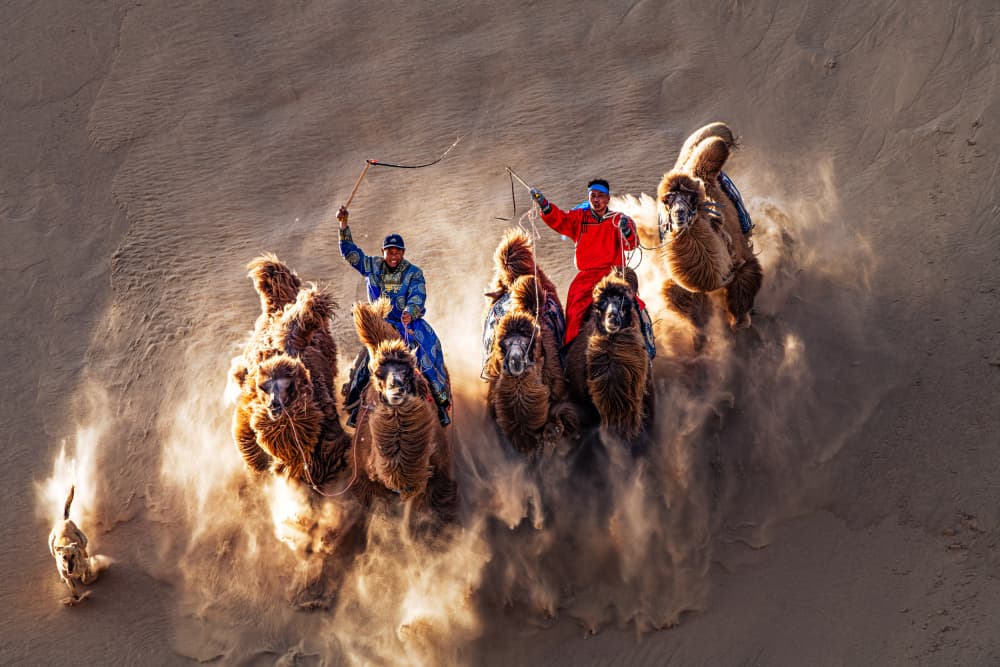 Desert Camels Charging by Grace Guo APA — canvas wall art