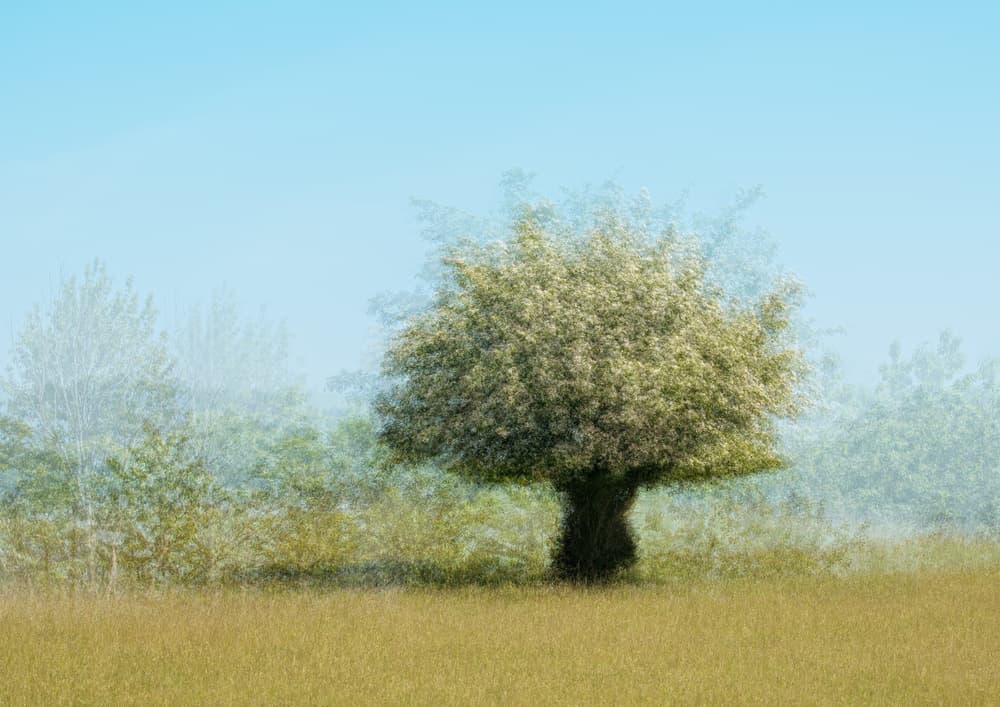 Serene Blooming Tree by Katarina Holmström — canvas wall art