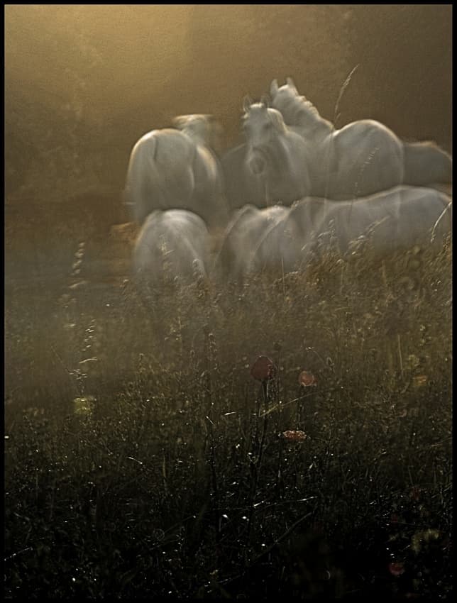 Misty White Horses by Milan Malovrh — canvas wall art