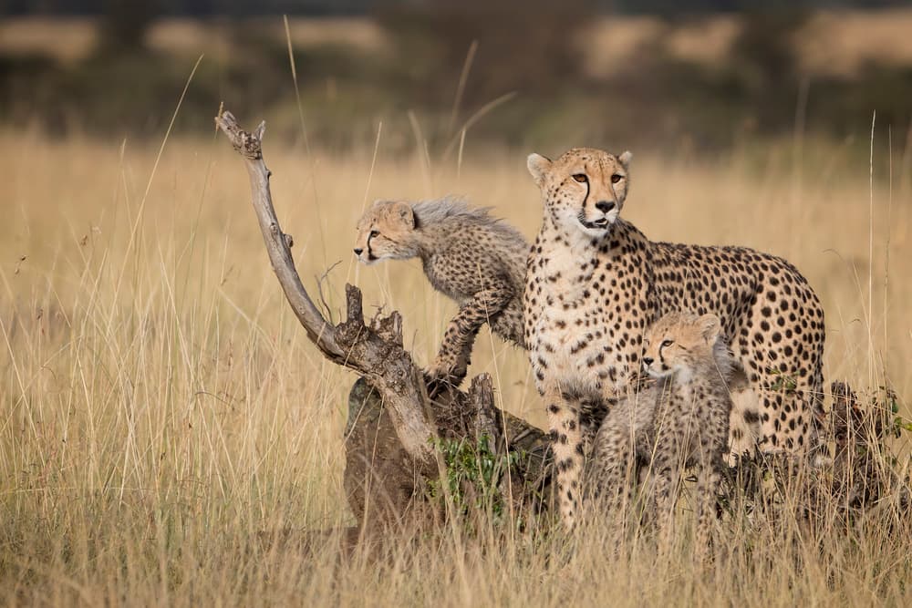 African Cheetah Family by Renee Doyle — canvas wall art