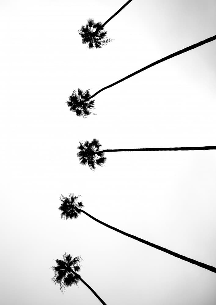 Skyward Palms by Shot by Clint — canvas wall art