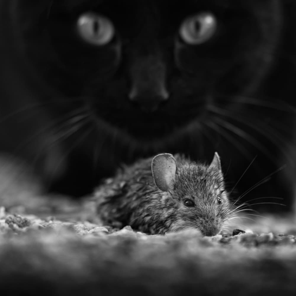 Black Cat Wild Mouse by Francois Casanova — canvas wall art