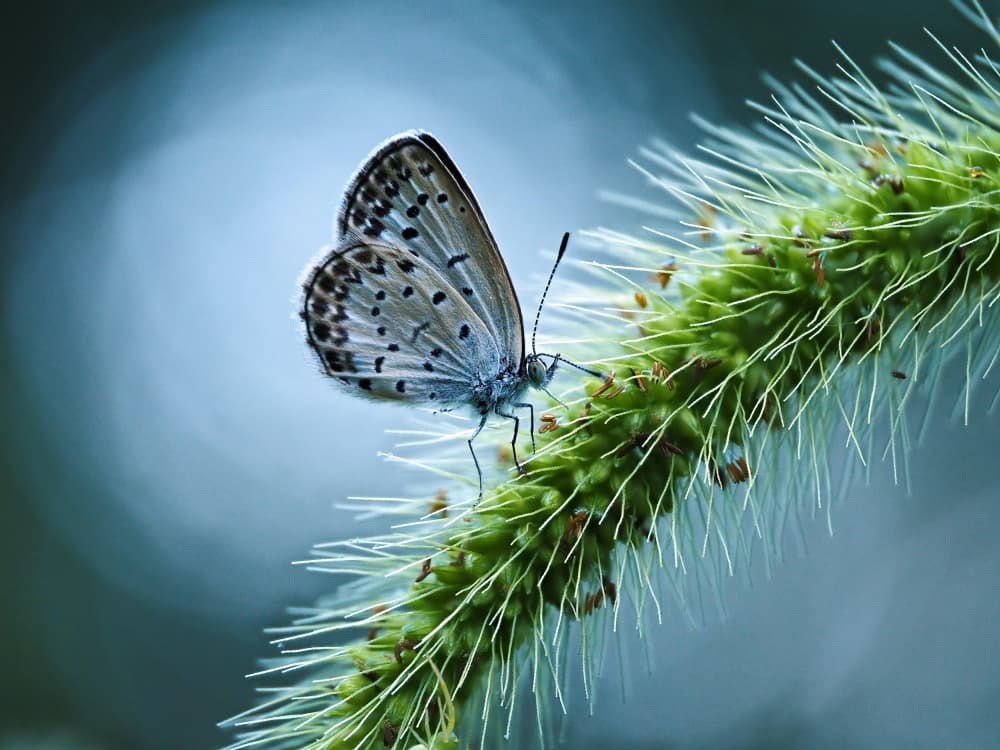 Delicate Butterfly on Grass by Takiko Hirai — canvas wall art