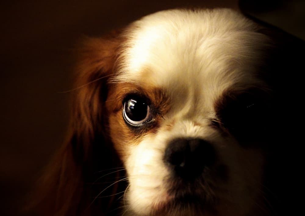 Soulful Cavalier Gaze by Kaisyakuji Yushi — canvas wall art