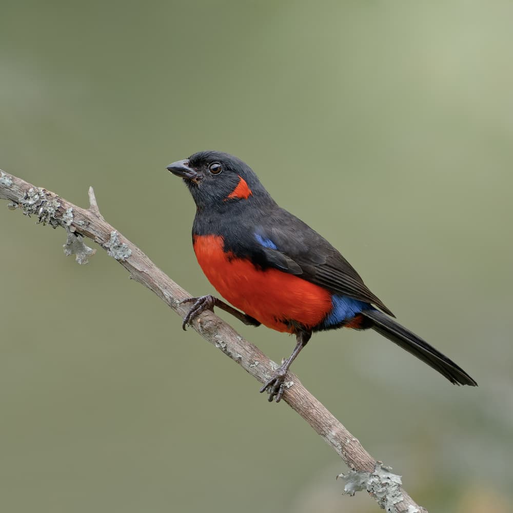 Vibrant Red Bird Perched by Lisandro PEREZ — canvas wall art