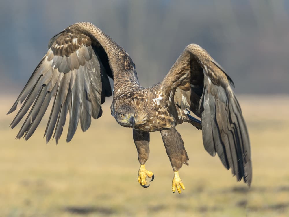 Powerful Eagle Landing by Rayco — canvas wall art