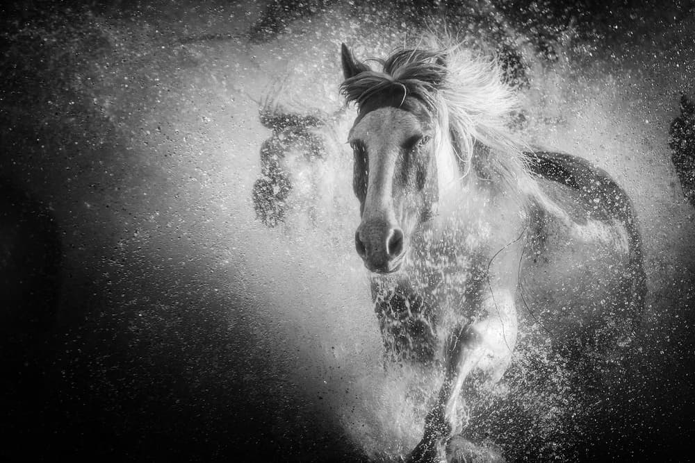 Powerful Horse Splash by Bingo Z — canvas wall art