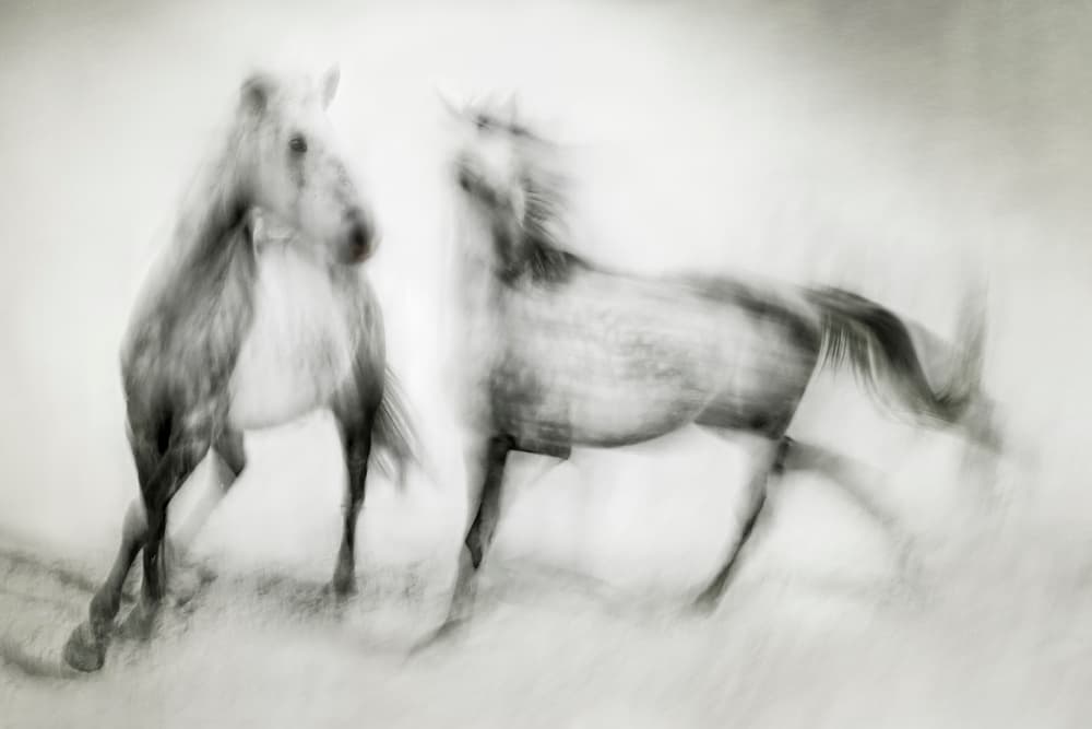 Wild Horses in Motion by Martine Benezech — canvas wall art