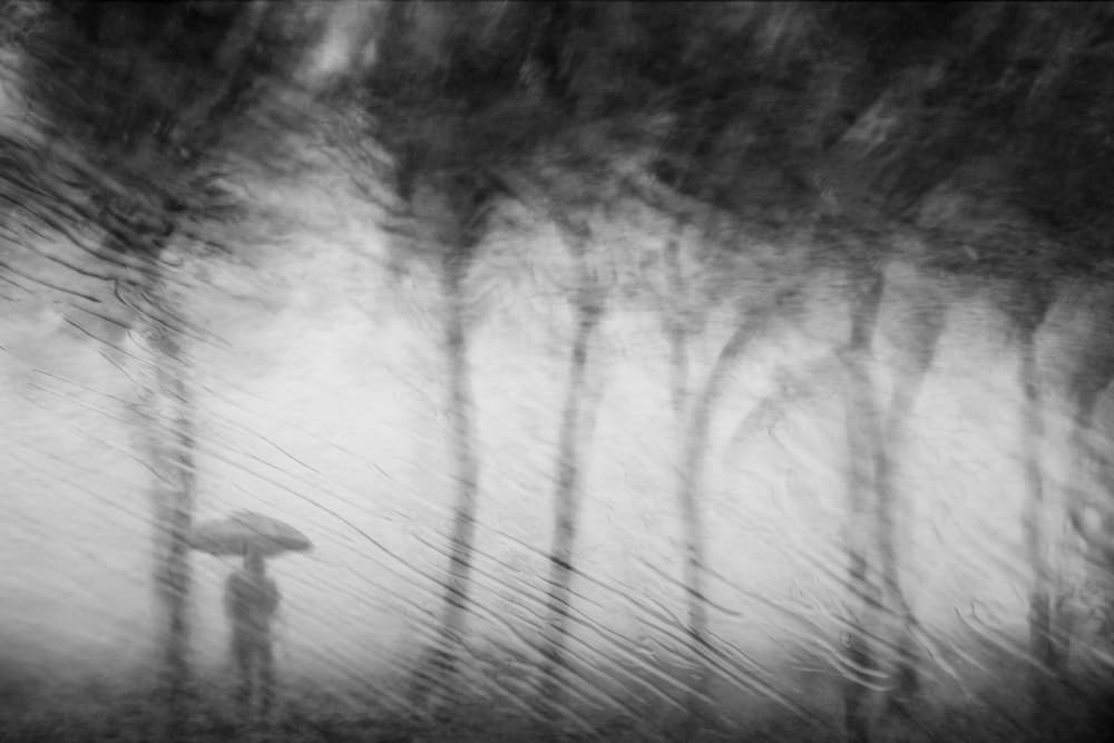Rainy Forest Solitude by Ekkachai Khemkum — canvas wall art