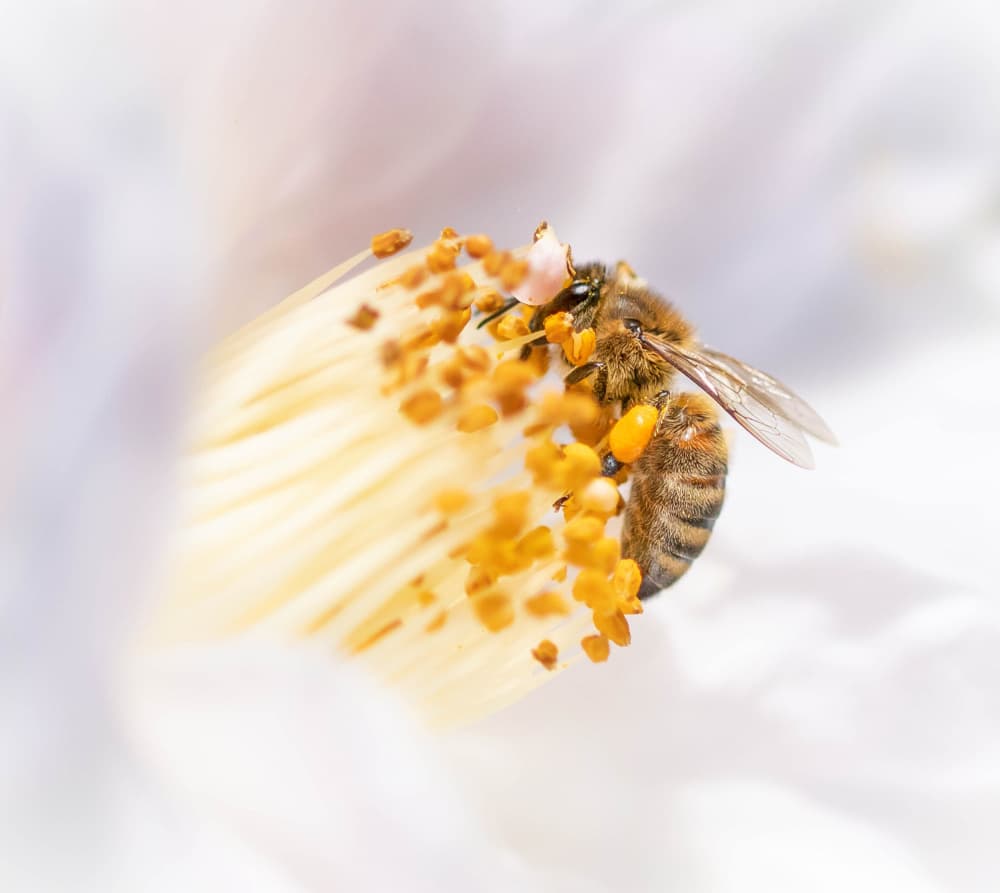 Honeybee Collecting Pollen by Danny Mendoza — canvas wall art