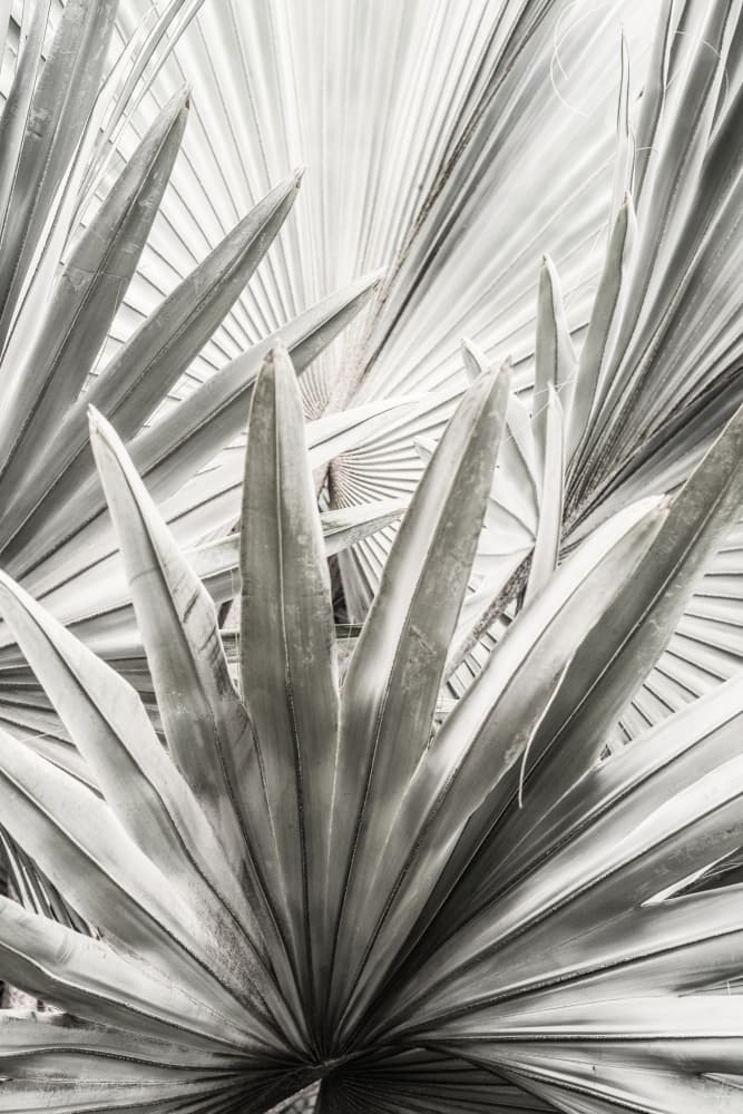 Silver Fronds by Shot by Clint — canvas wall art
