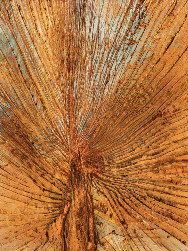 Organic Rust Fan by Santhosh ch — canvas wall art